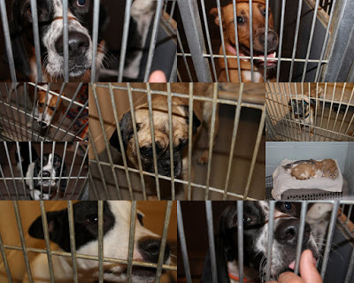 2011+Animal+Shelter5